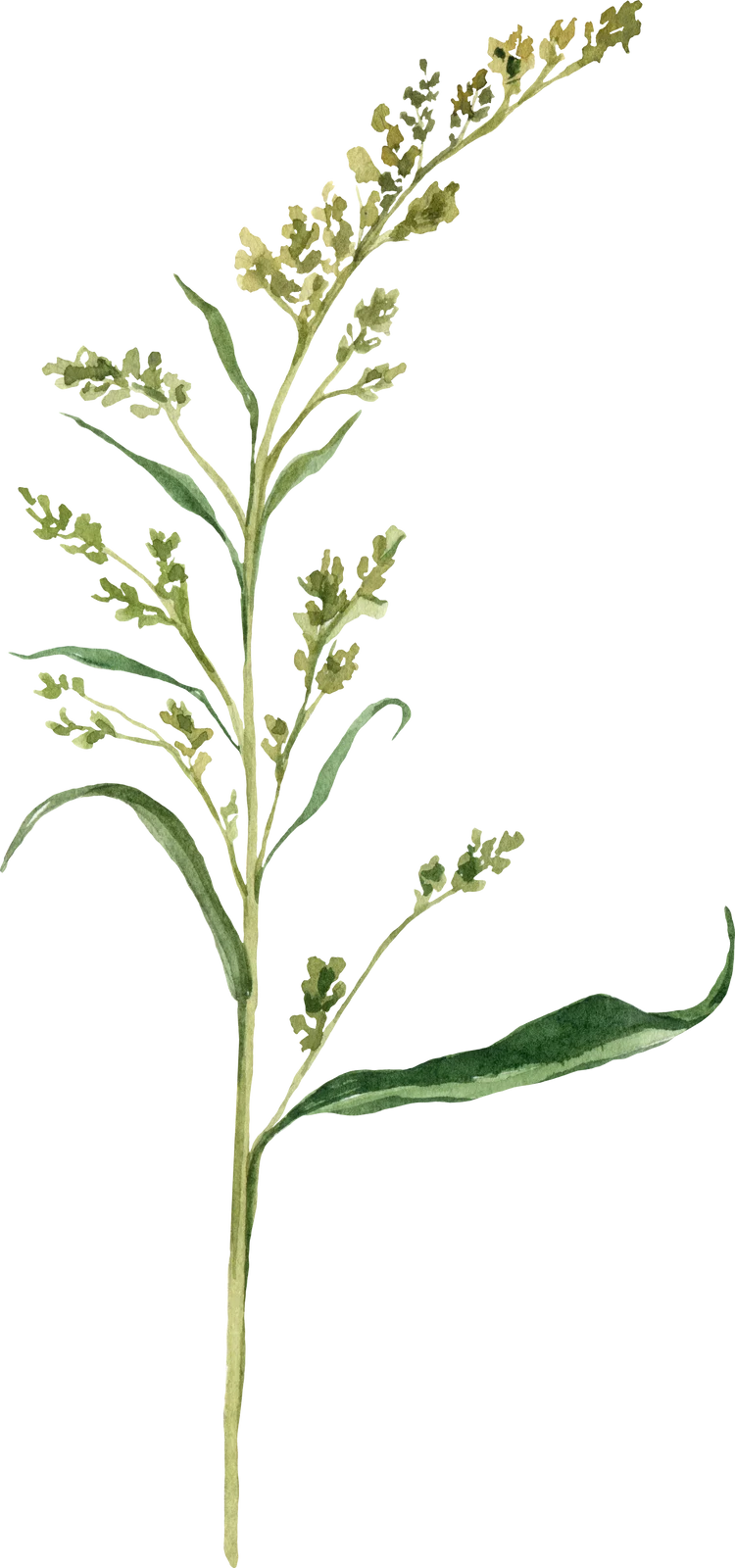 espiga silvestre acuarela