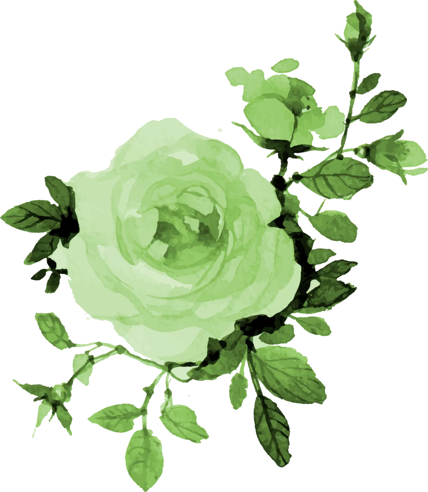rosa acuarela verde